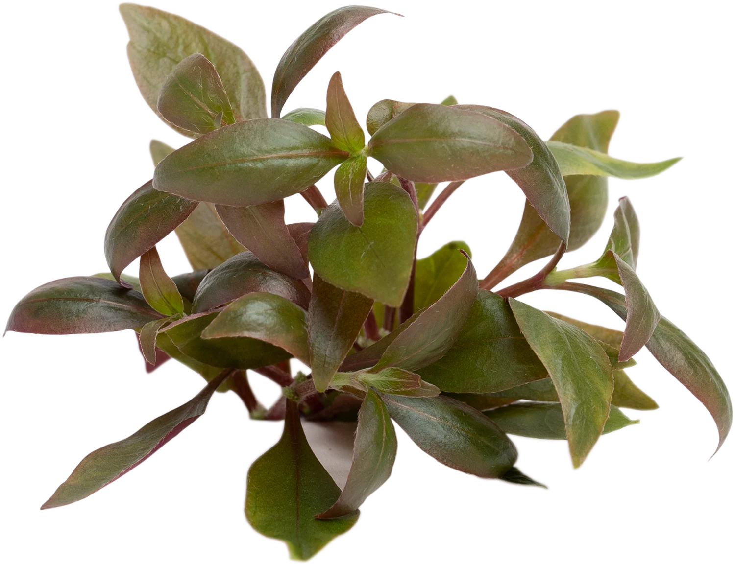 Alternanthera reineckii ( Cardinalis )