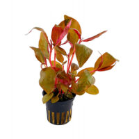 Alternanthera reineckii 'Lila'