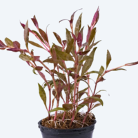 Alternanthera reineckii 'Red' ( Sessilis )