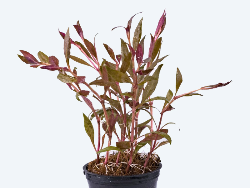 Alternanthera reineckii 'Red' ( Sessilis )