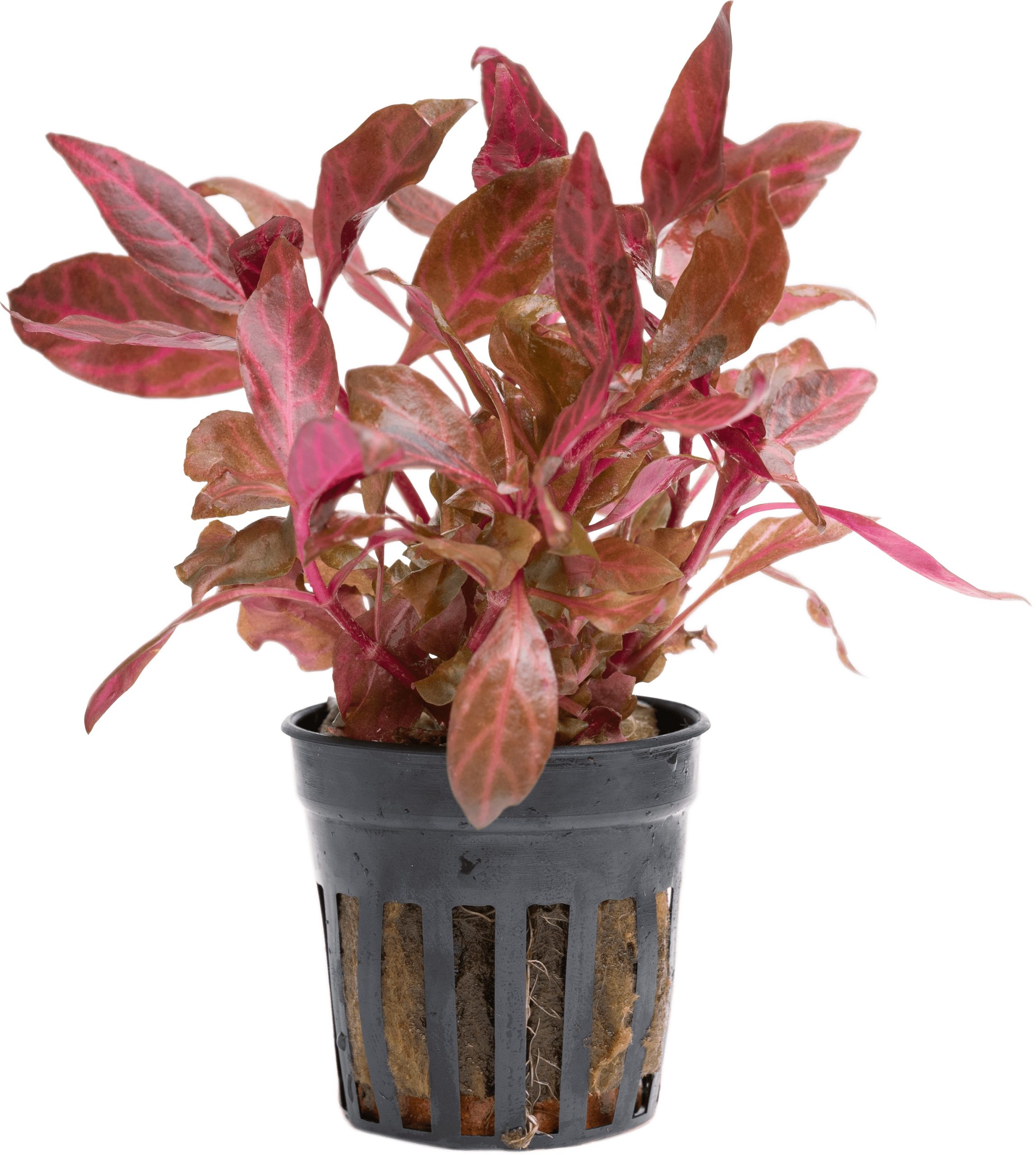 Alternanthera reineckii 'Rosanervig'
