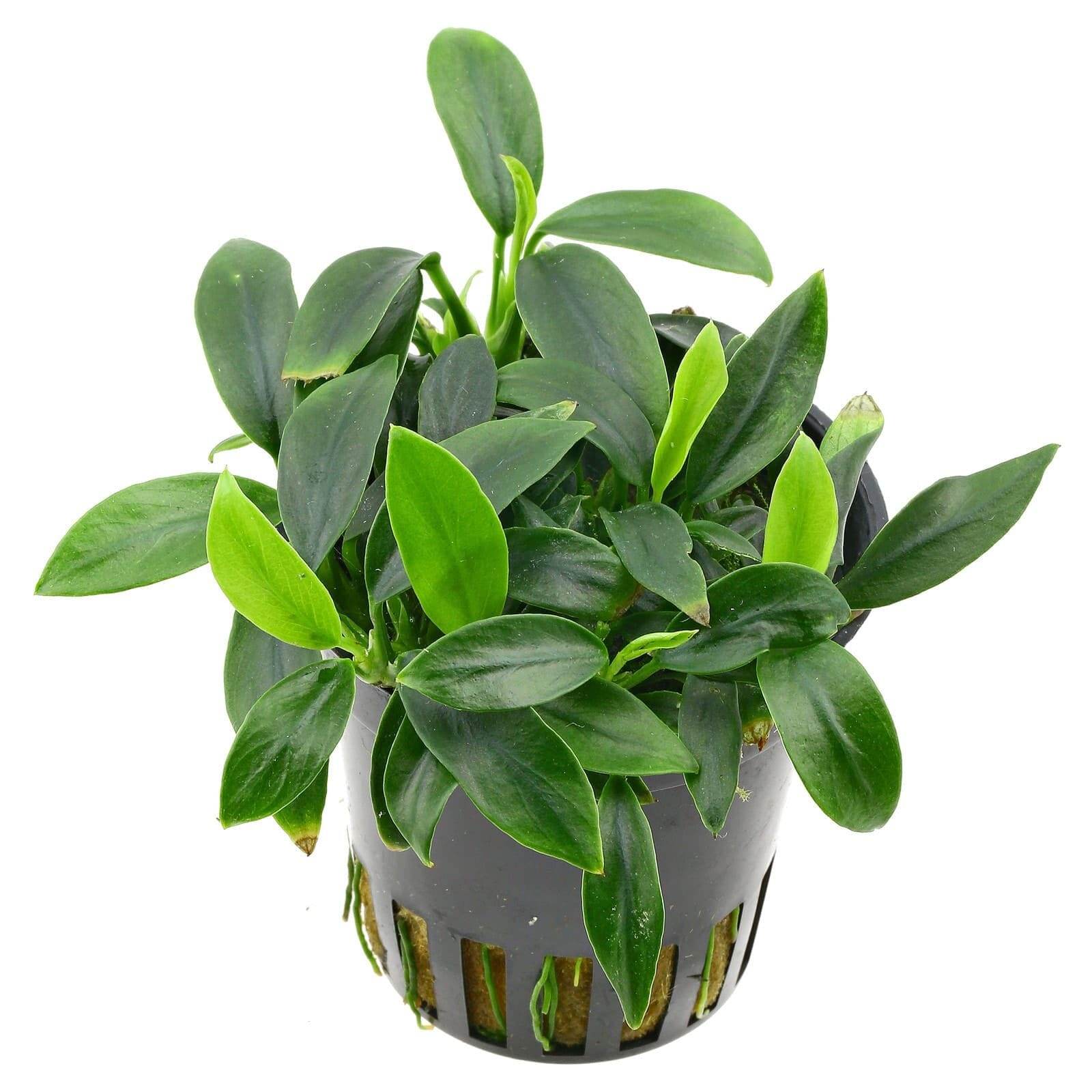 Anubias barteri var nana 'Pangolino'