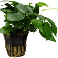 Anubias barteri var. barteri