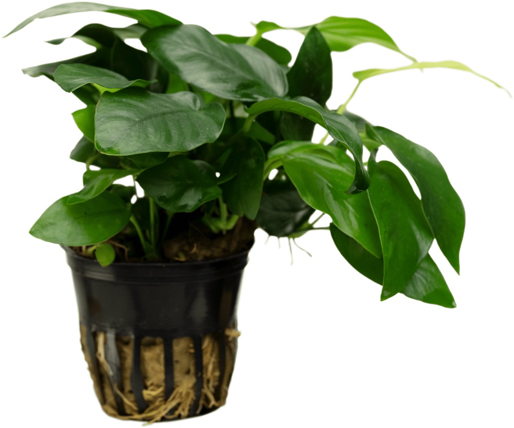 Anubias barteri var. barteri