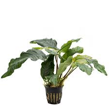 Anubias barteri var. coffeifolia