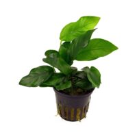 Anubias barteri var. nana