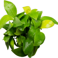Anubias barteri var. nana 'Golden' (Yellow Heart)