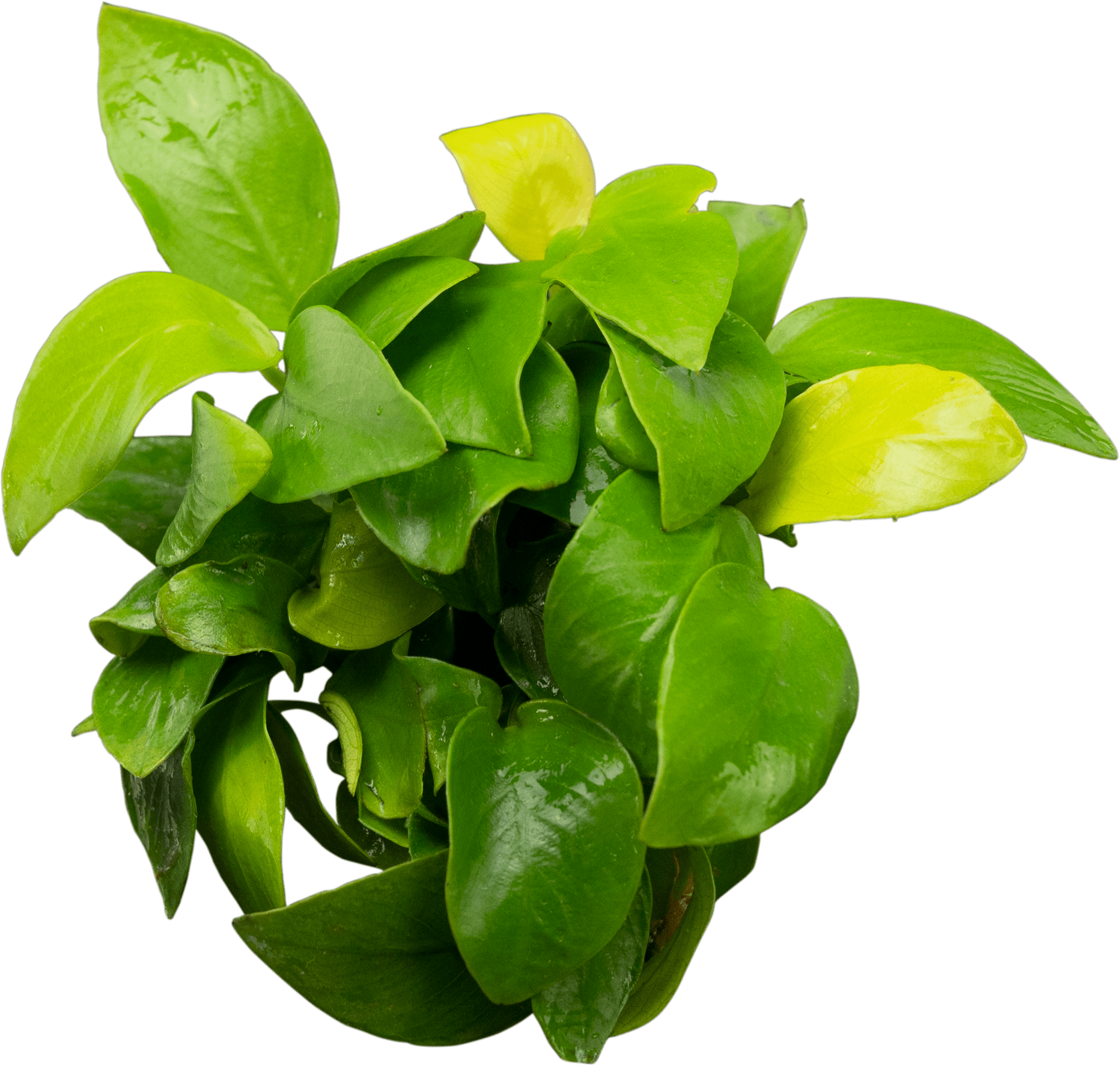 Anubias barteri var. nana 'Golden' (Yellow Heart)