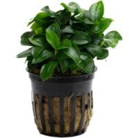 Anubias barteri var. nana 'Bonsai' (Mini)