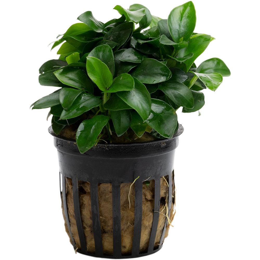 Anubias barteri var. nana 'Bonsai' (Mini)