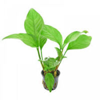 Anubias heterophylla 'Congensis'