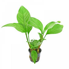 Anubias heterophylla 'Congensis'