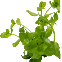 Bacopa caroliniana (Amplexicaulis)
