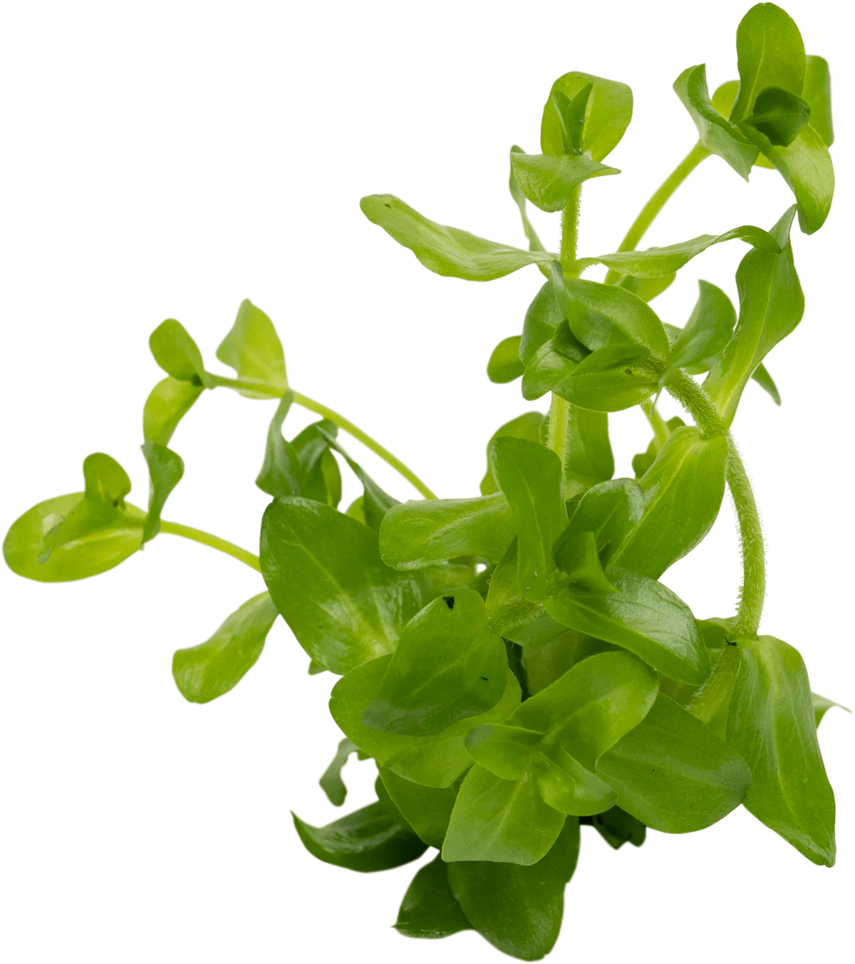 Bacopa caroliniana (Amplexicaulis)