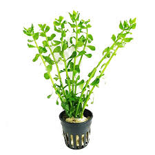 Bacopa monnieri