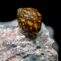 Snails