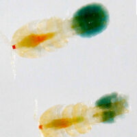 Marine Rotifers (Brachionus plicatilis) – 90ml Nutrient-Dense Zooplankton Culture