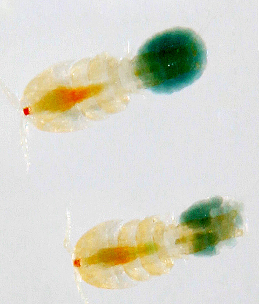 Marine Rotifers (Brachionus plicatilis) – 90ml Nutrient-Dense Zooplankton Culture