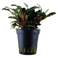 Bucephalandra sp. 'Mini Red'