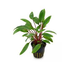 Cryptocoryne beckettii