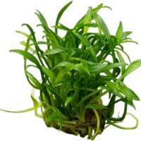 Cryptocoryne parva