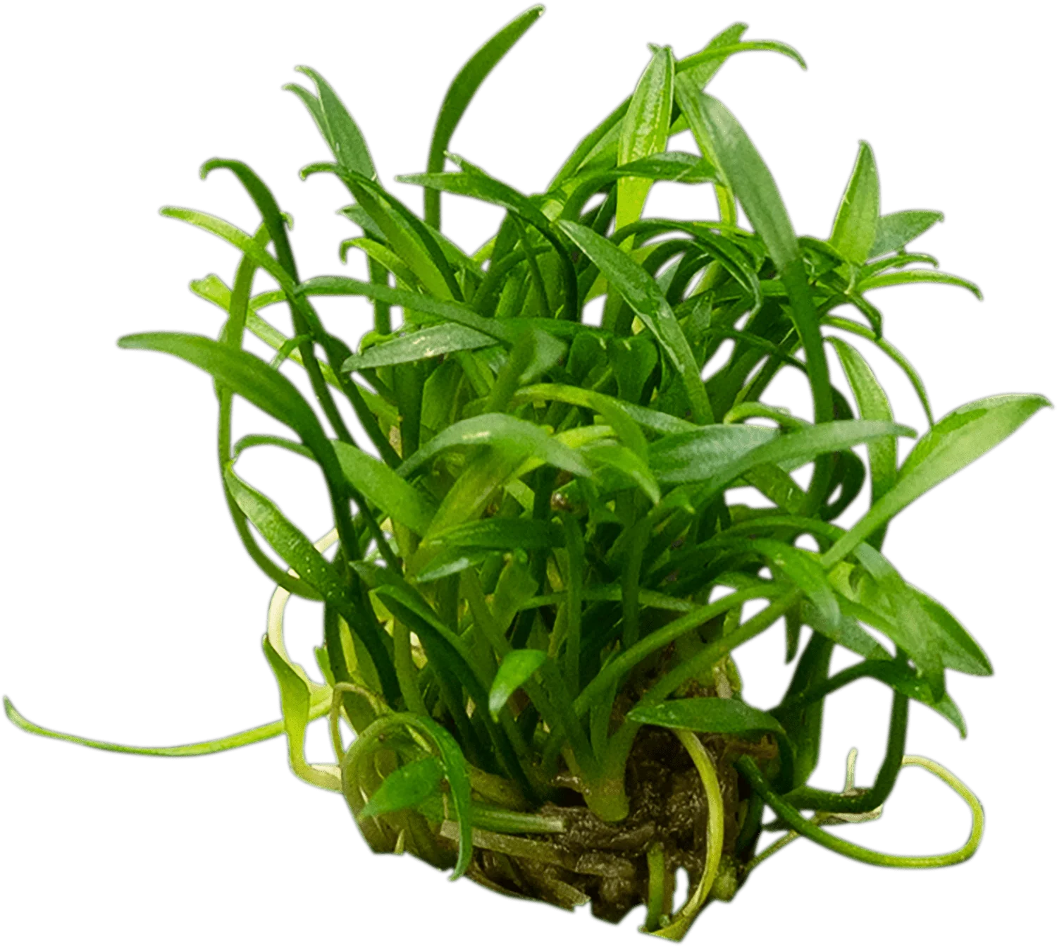 Cryptocoryne parva