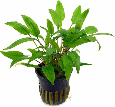 Cryptocoryne wendtii 'Grün'