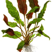 Cryptocoryne wendtii 'Mi Oya'