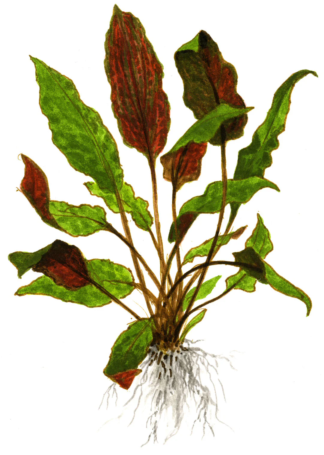 Cryptocoryne wendtii 'Mi Oya'