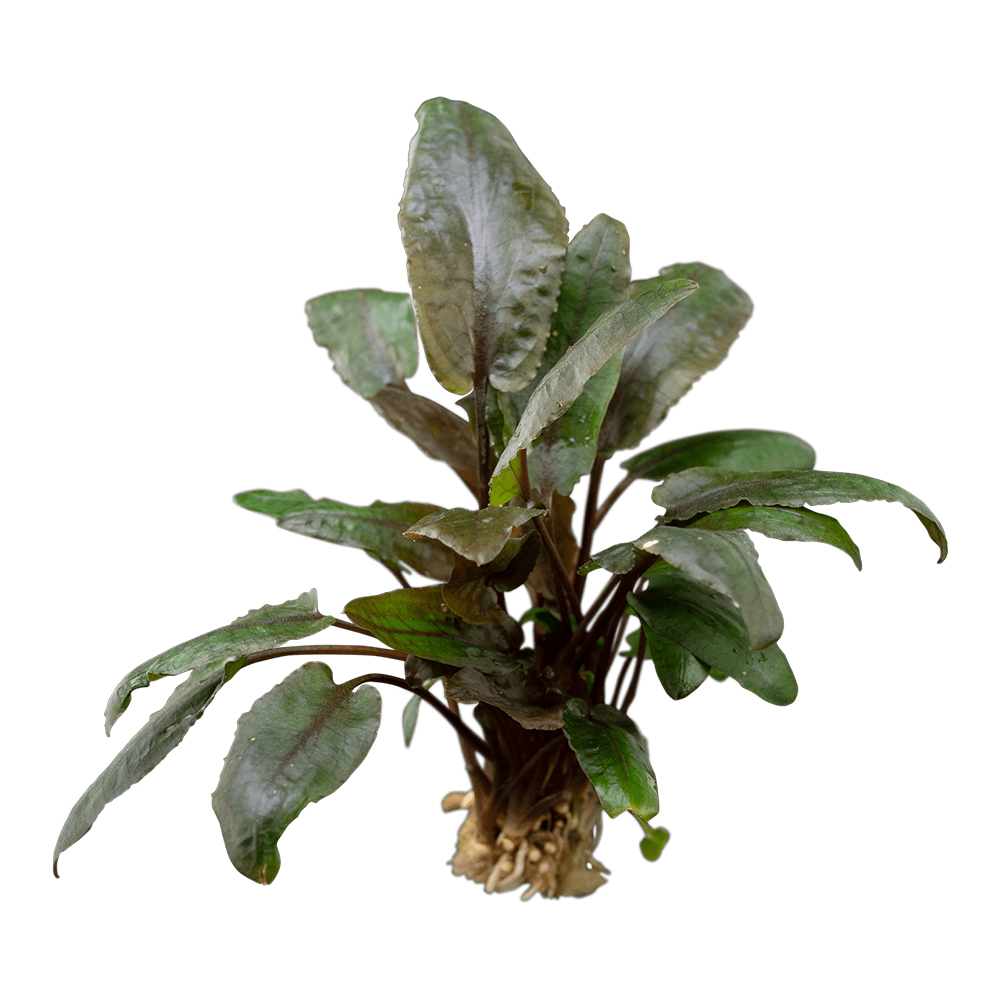 Cryptocoryne wendtii 'Tropica'