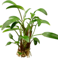 Cryptocoryne x willisii 'Lucens'