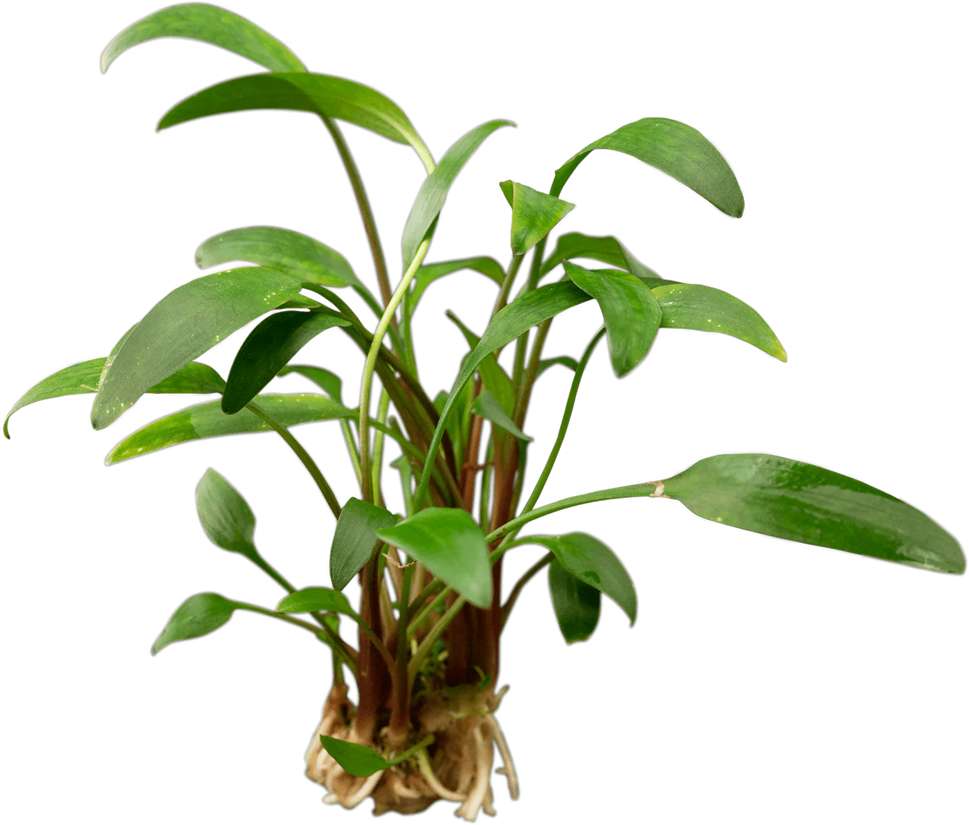 Cryptocoryne x willisii 'Lucens'