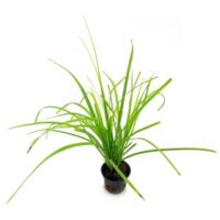 Cyperus alternifolius