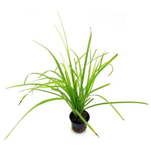 Cyperus alternifolius