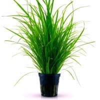 Cyperus helferi
