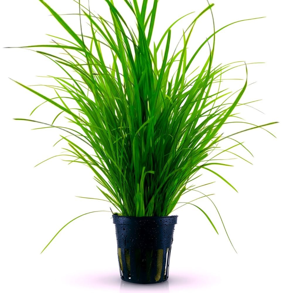 Cyperus helferi