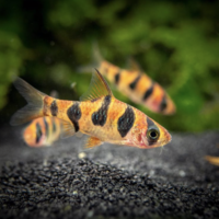 Snakeskin Rhombo Barb (Desmopuntius rhomboocellatus)