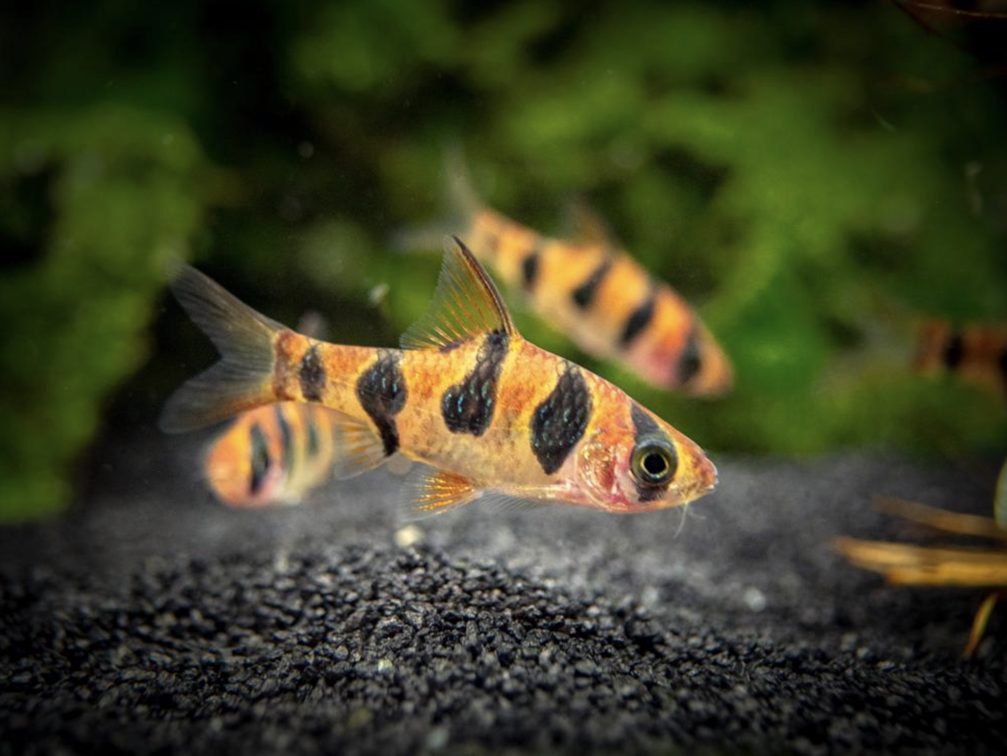 Snakeskin Rhombo Barb (Desmopuntius rhomboocellatus)