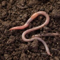 Stoffels Common Earthworm Box - 10 pcs