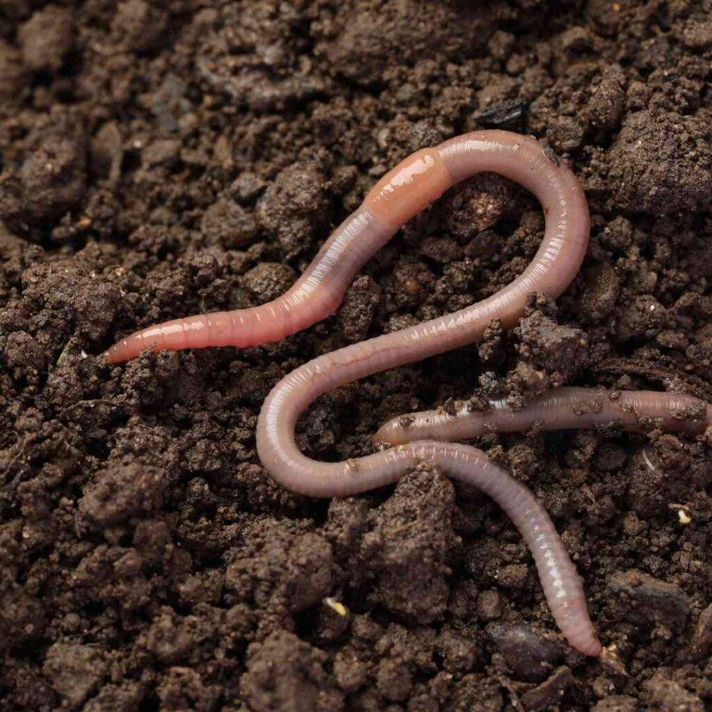 Stoffels Common Earthworm Box - 10 pcs