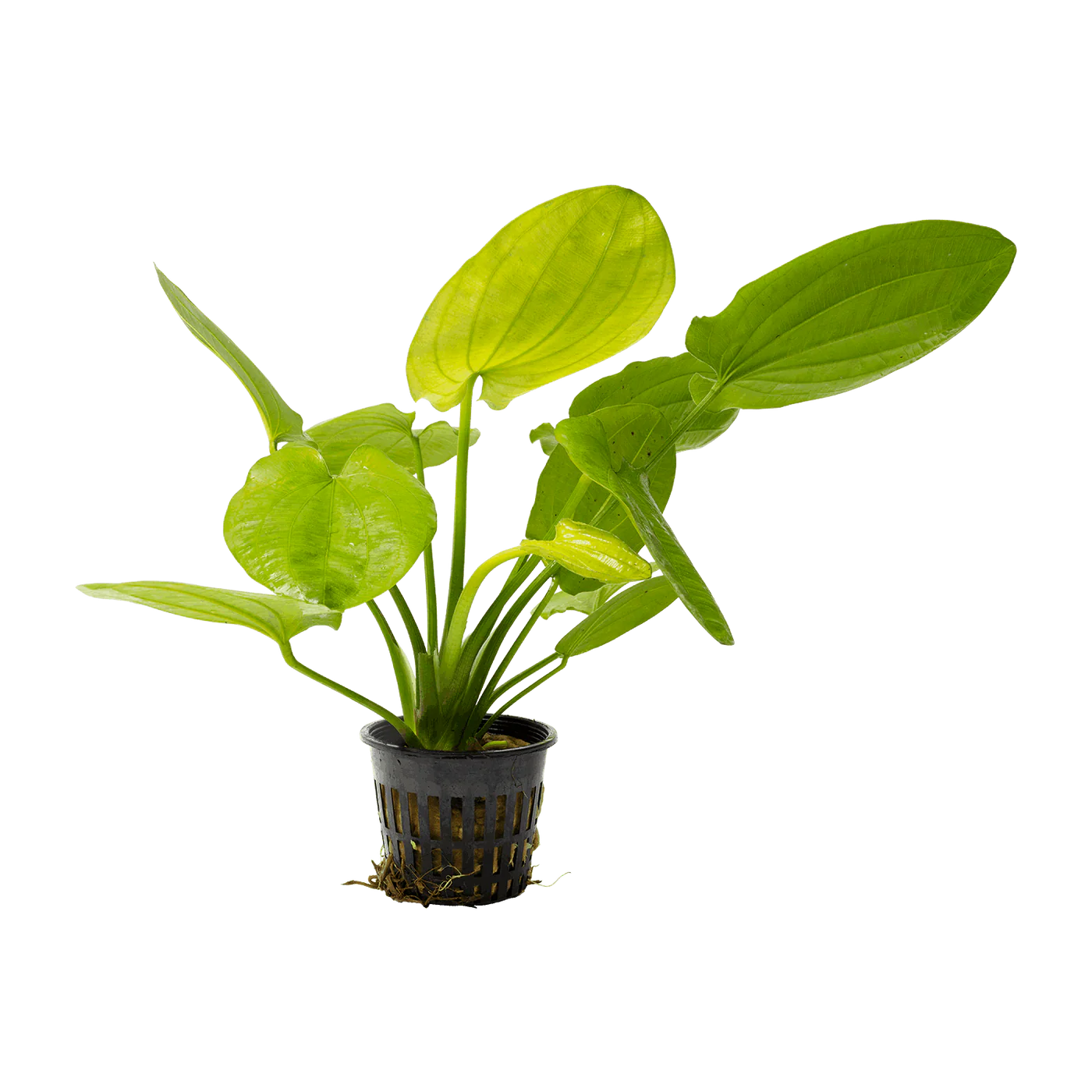 Echinodorus cordifolius