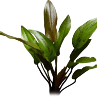 Echinodorus 'Indian Red'