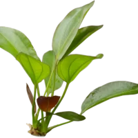 Echinodorus 'Osiris' (Rubra)