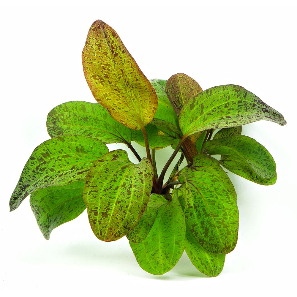 Echinodorus 'Ozelot Green'