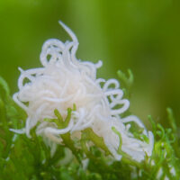 White Worms (Enchytraeus cf. albidus) – 90ml