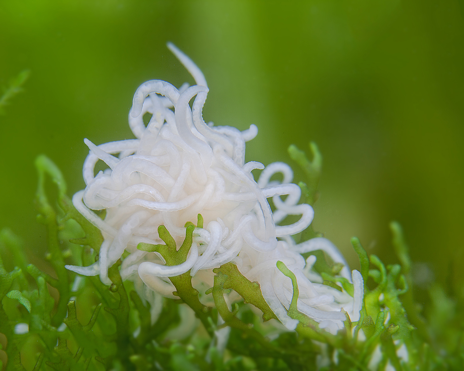 White Worms (Enchytraeus cf. albidus) – 50g Culture Starter