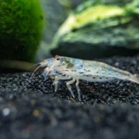 Green Lace Filter Shrimp (Atyoida pilipes)