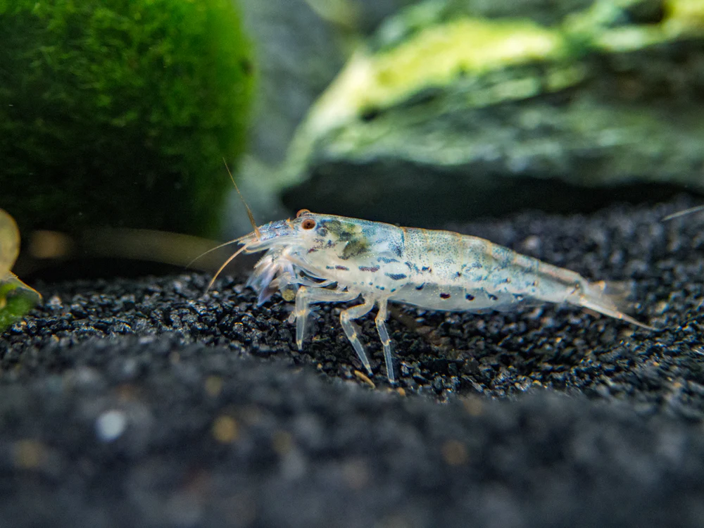 Green Lace Filter Shrimp (Atyoida pilipes)