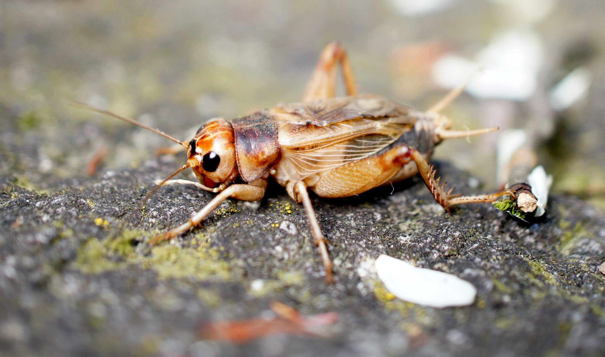 Stoffels Steppe Crickets (Gryllus assimilis) - Size 6 (Large) - 50 Count Box