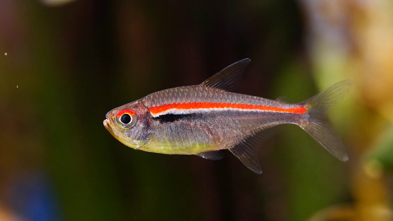 Amapa Tetra (Hyphessobrycon amapaensis)